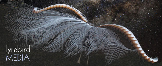 lyrebird